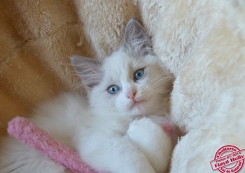 chaton ragdoll blue bicolour - 10 semaines - Chatterie Ragdolls du Val de Beauvoir